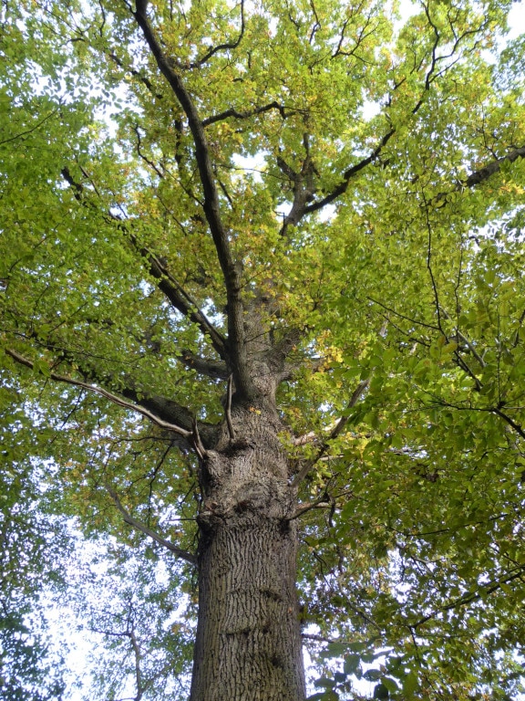 Un des chênes remarquables en foret de saint germain