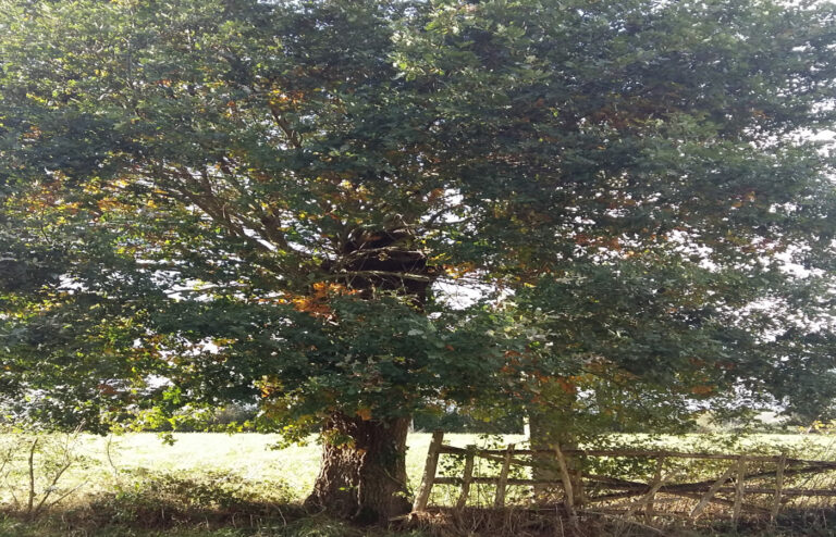 Chêne têtard dans le PErche