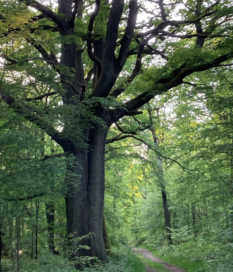 Chêne de l'Etoile de Sainte Gemme en forêt de Marly
