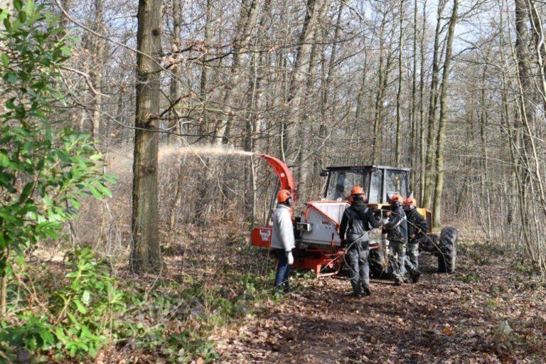Abattage de châtaignier en forêt de Marly due à la maladie de l'encre