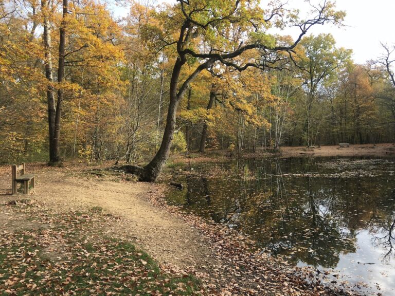 photo de la mare aux canes de la forêt de Saint-Germain du documentaire "l'arbre le plus vieil ami de l'homme"