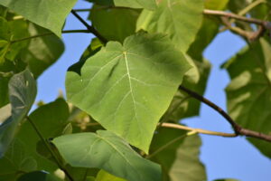 Photo du Paulownia
