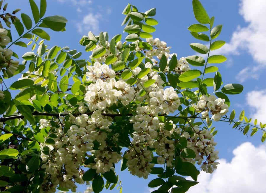 Robinier faux-acacia