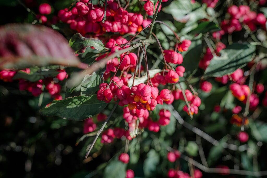 L'arbre du mois de novembre : Le fusain d'Europe et ses fruits rose et orange - Image libre de droits : Pexels / https://www.pexels.com/fr-fr/