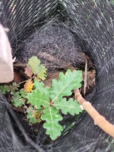 Plant bien parti entouré de sa protection