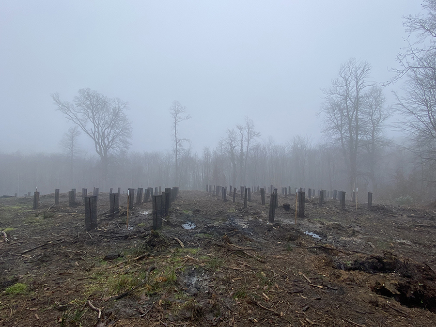 Mise en place de filets de protection contre le gibier. Crédit photo Anne Pieussergues d'Herbicourt - vue de la plantation pédagogique des Amis de la forêt le 5 février 2025