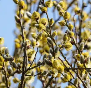 Crédit Photo : https://conseils-jardin.willemsefrance.fr/saule-marsault-conseils-de-plantation-et-entretien/