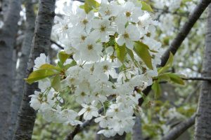 Le merisier et ses bouquets de fleurs blanches.