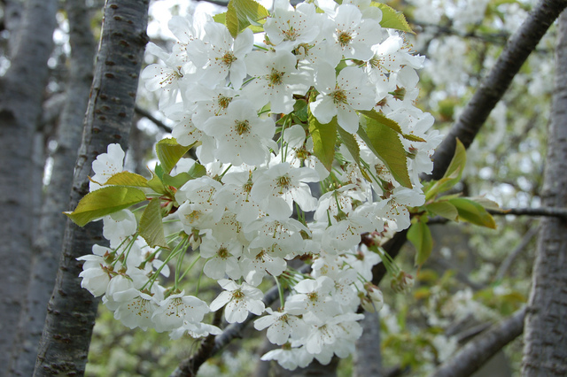 Le merisier et ses bouquets de fleurs blanches.