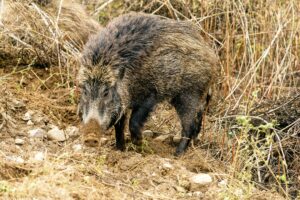 Sanglier dans les cultures