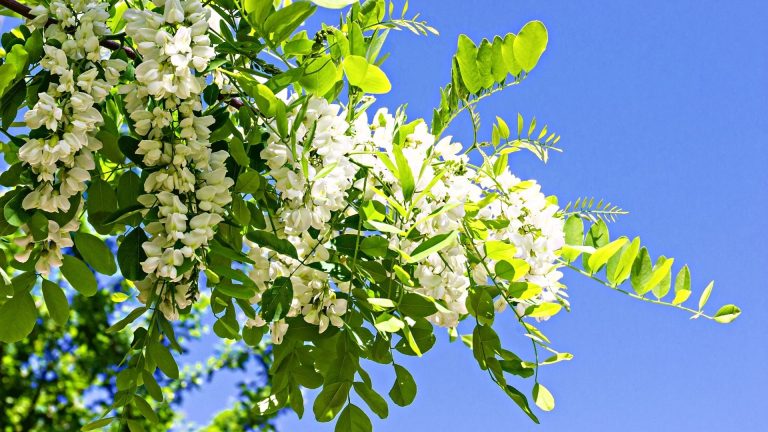 Les grappes de fleurs blanches du Robinier (Faux acacia)