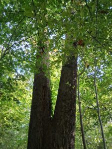 Photo d'Alain Mutel (Amis Forêt Saint-Germain et Marly) d'un chêne, arbre remarquable prise en 2025.