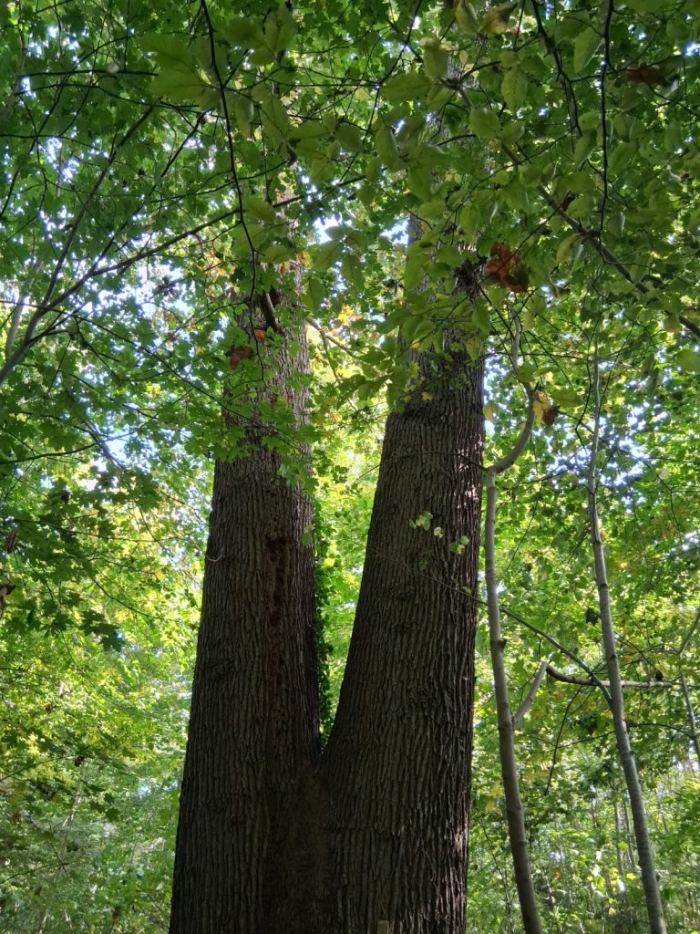 Photo d'Alain Mutel (Amis Forêt Saint-Germain et Marly) d'un chêne, arbre remarquable prise en 2025.