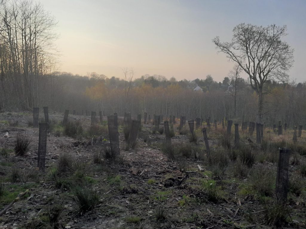 Photo prise par Pierre Pethe, technicien forestier ONF UT Hauts de Seine, fin mars 2026 sur notre plantation pédagogique sur le parcelle 92 en forêt de Marly faite le 5 février 2025.
