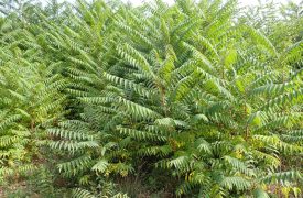 Photo d'ailante, plante invasive en forêt de Saint-Germain-en-Laye