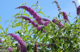 Photo de Buddleia