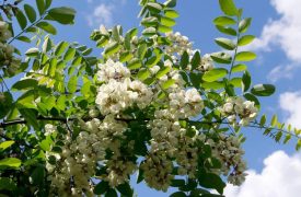 Robinier faux-acacia